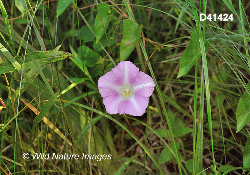 Hedge False Bindweed (Calystegia sepium)